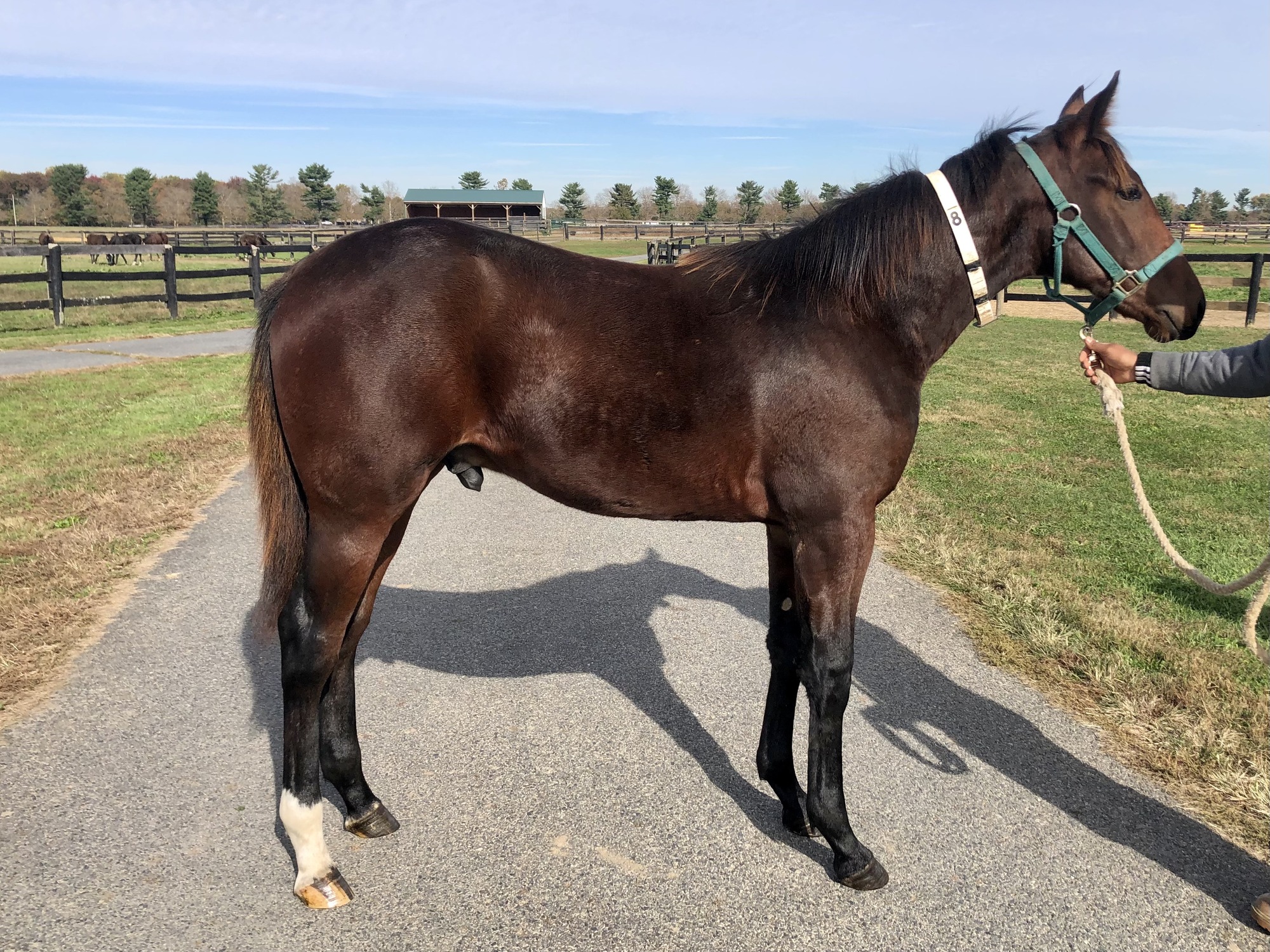 2021 ONGAIT FALL MIXED SALE Broodmares, Stallion Breedings and Shares