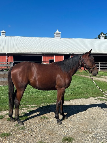 2022ONGAIT FALL YEARLING SALE - onGait