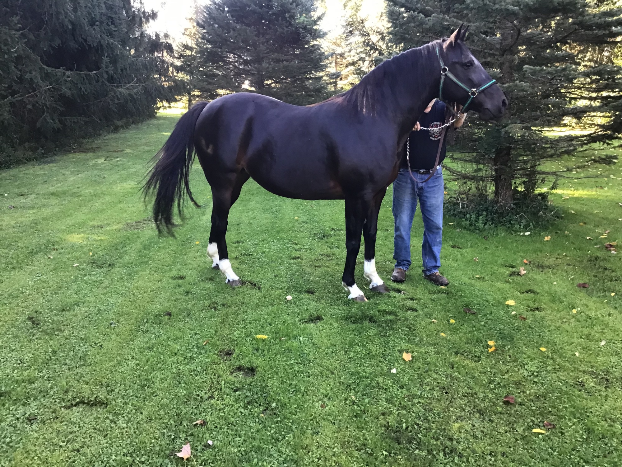 2021 ONGAIT FALL MIXED SALE Broodmares, Stallion Breedings and Shares