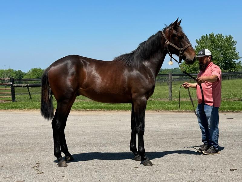 ODDS ON RACING YEARLING CONSIGNMENT Auctions End Tuesday - onGait