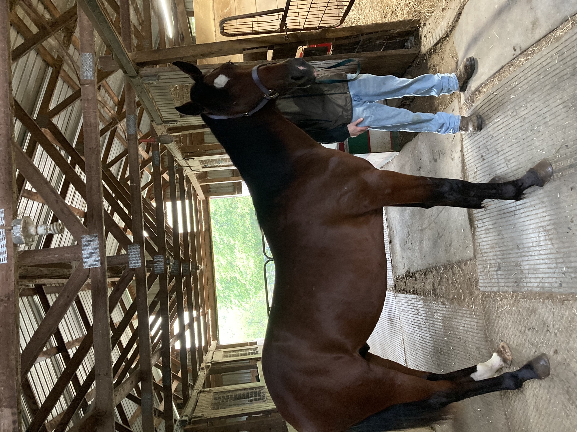 2022ONGAIT FALL YEARLING SALE onGait