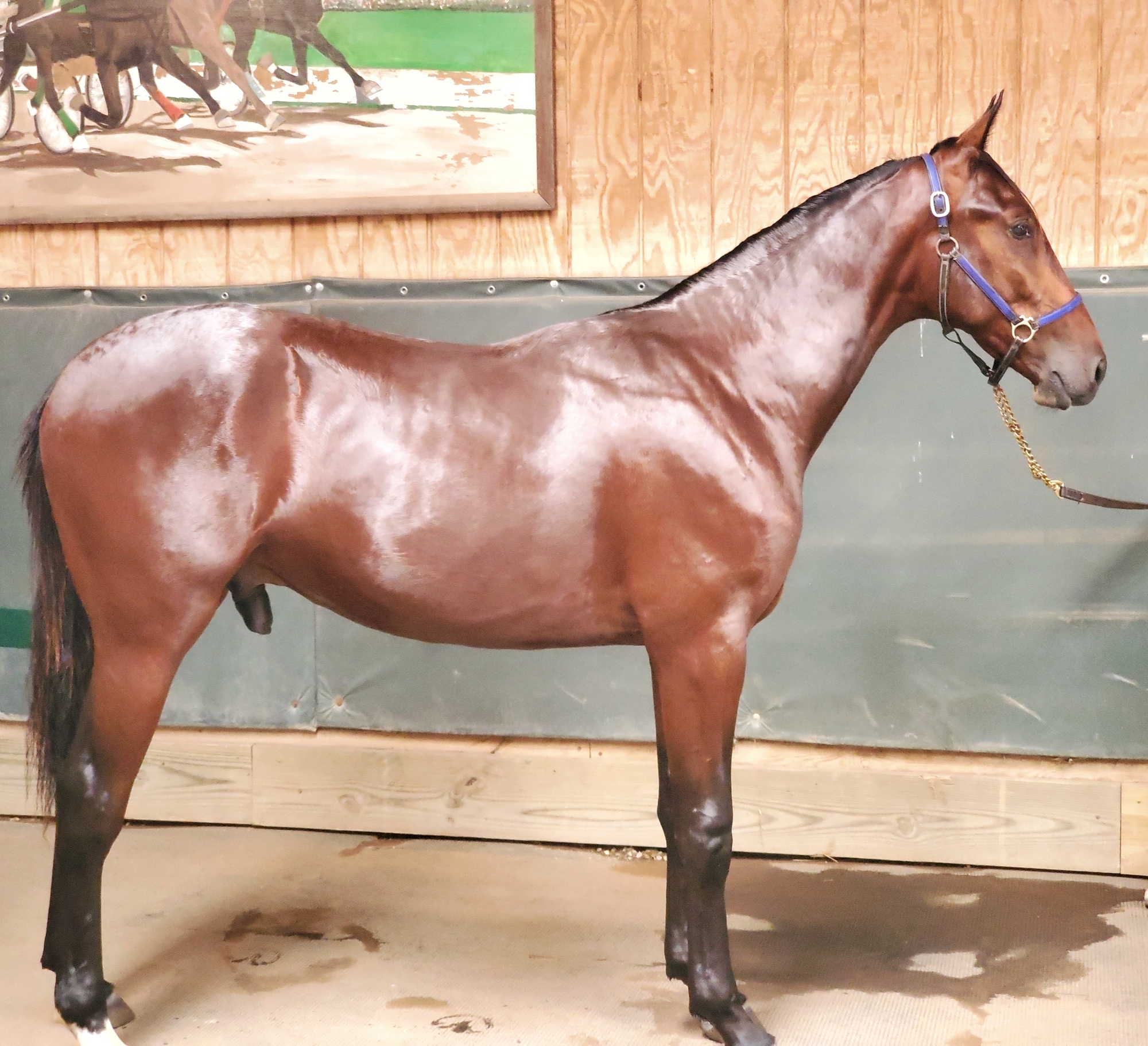 2022ONGAIT FALL YEARLING SALE onGait