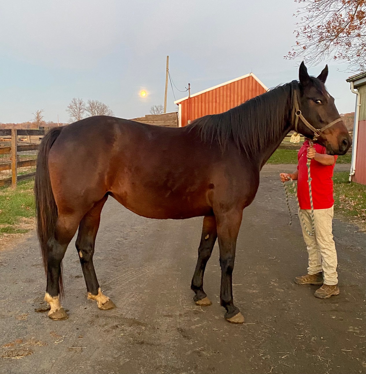 2021 ONGAIT FALL MIXED SALE Broodmares, Stallion Breedings and Shares