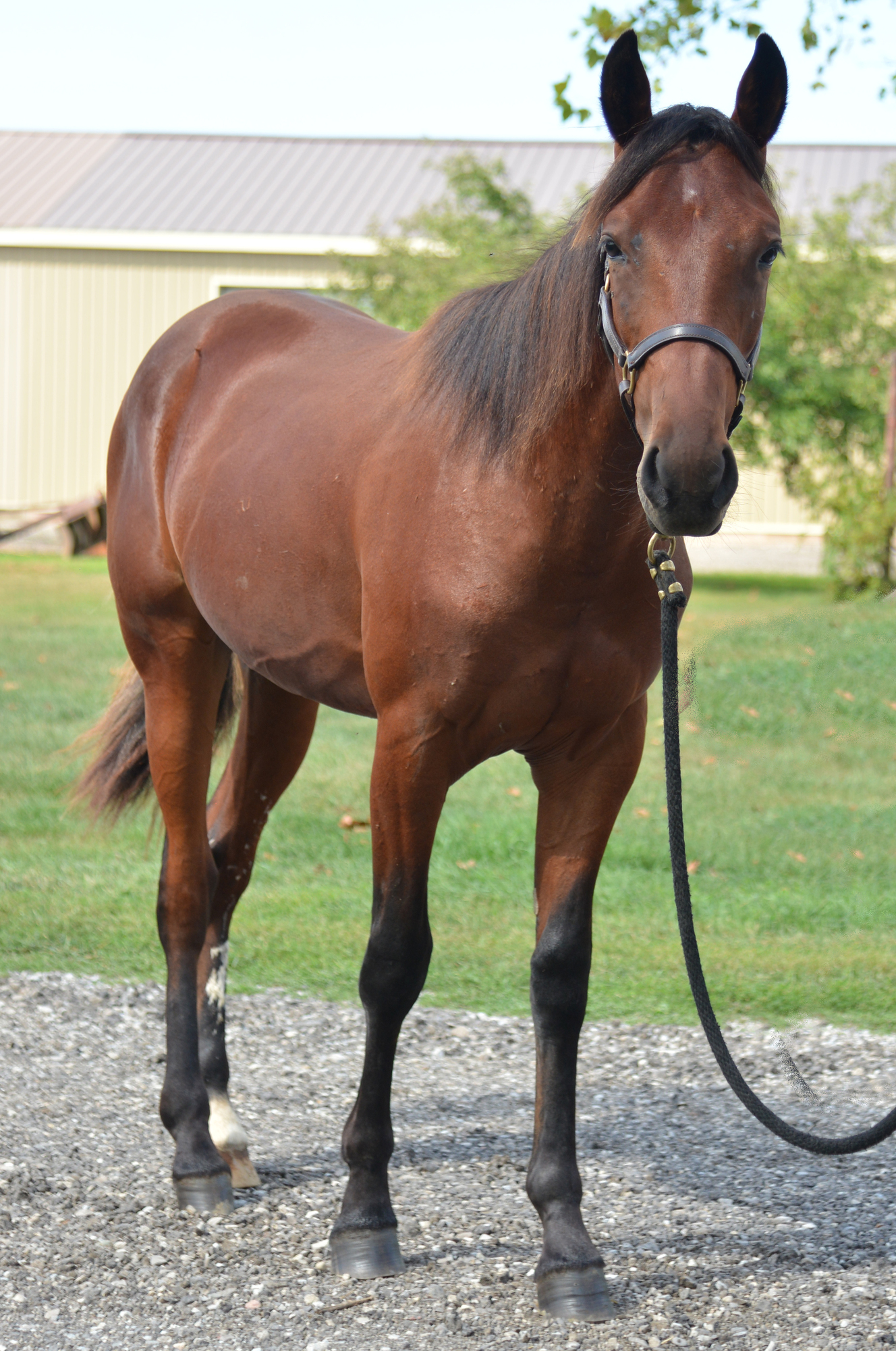 2022ONGAIT FALL YEARLING SALE onGait