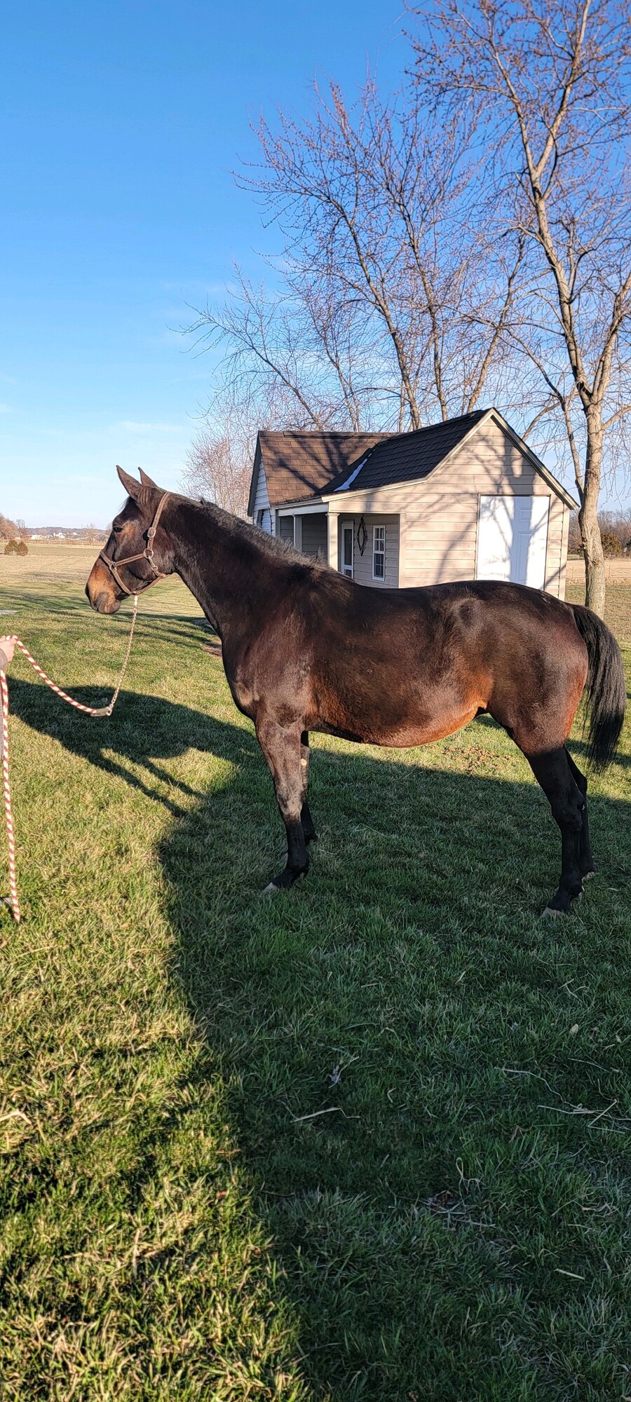 STARLIT STABLES BLOODSTOCK DISPERSAL 8 MARES AND A SWAN FOR ALL SHARE ...