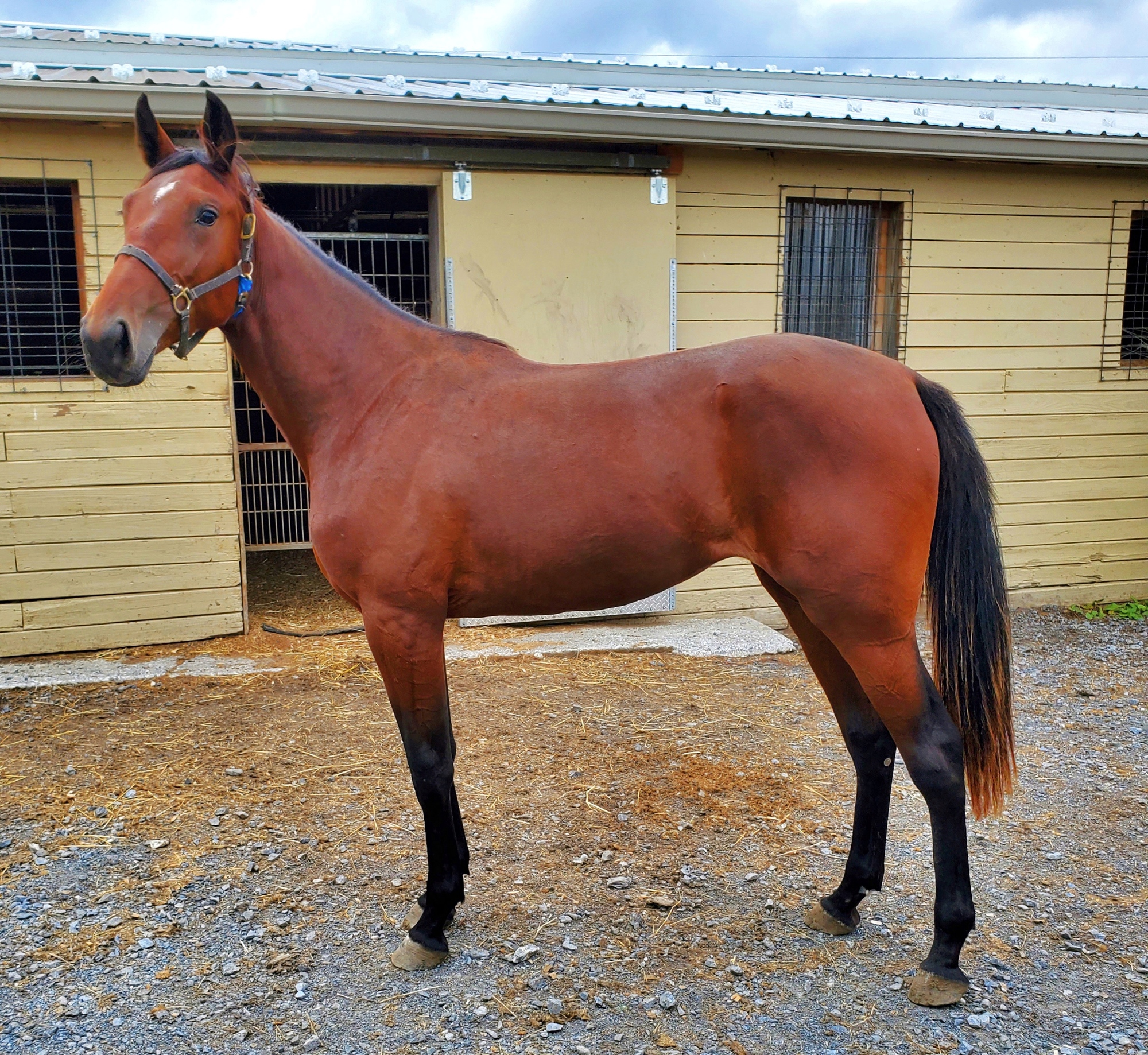 2022ONGAIT FALL YEARLING SALE onGait